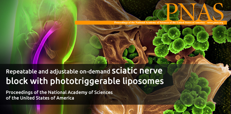 sciatic-nerve-block-with-phototriggerable-liposomes-1